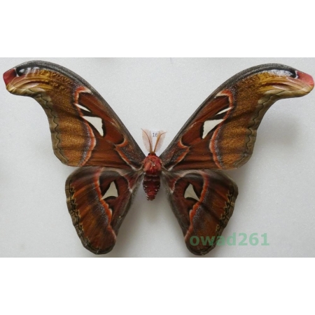 Attacus atlas Linnaeus, 1758 male ex. ovo Thailand 187mm16